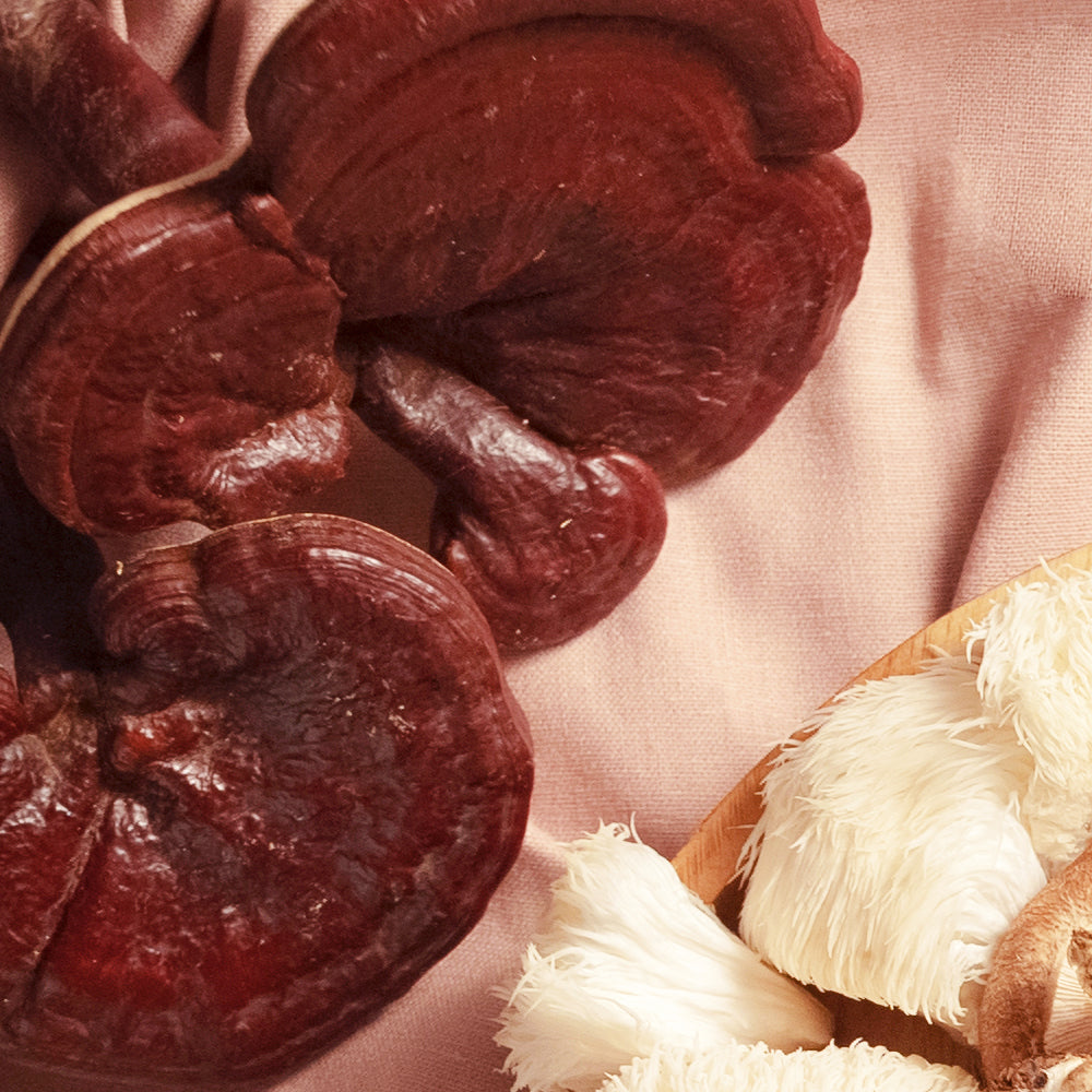 [솔룸바이오텍] 끓이는 영지버섯 (2.5g x 10ea)