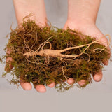 Premium Wild Ginseng Extract (100ml x 30 packs)_Korea Direct Delivery A